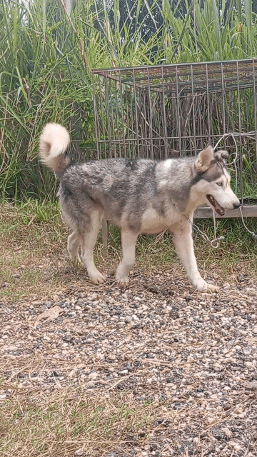 Chó Husky cái Xám trắng. Mua bán Chó tại Huyện Trảng Bom Đồng Nai được đăng bởi Trần Văn lưu hình 1