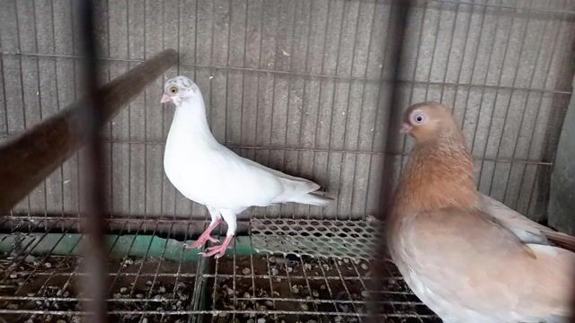 Bán chim bồ câu gà tre trống. Mua bán Chim tại Huyện Hóc Môn Tp Hồ Chí Minh được đăng bởi Phạm hoàng thanh hình 1