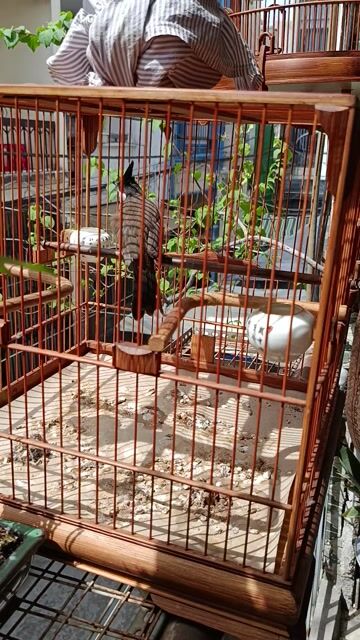 Chim chào mào hơn 2 mùa. Mua bán Chim tại Quận Tân Bình Tp Hồ Chí Minh được đăng bởi Huy hình 1