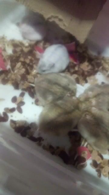 Chuột Hamster Winter White. Mua bán Thú cưng khác tại Quận 11 Tp Hồ Chí Minh được đăng bởi An hình 1