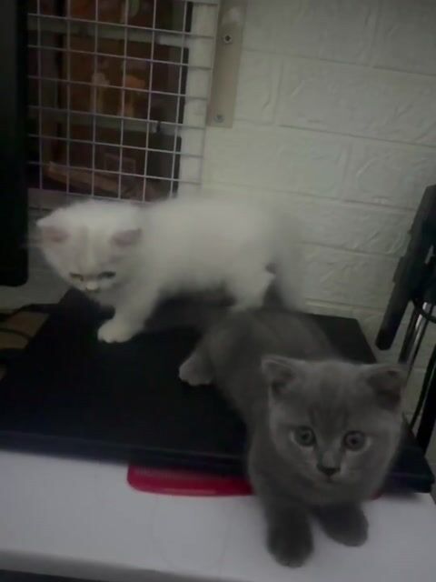 Mèo Anh lông ngắn xám trắng 2 tháng đã tiêm. Mua bán Mèo tại Quận 7 Tp Hồ Chí Minh được đăng bởi MeowMeow hình 1