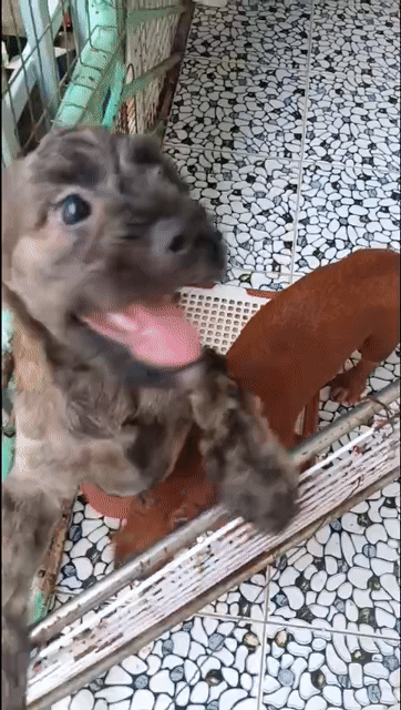 Chó Poodle lai phốc Nâu Vằn Đực Cái. Mua bán Chó tại Thành phố Thủ Đức Tp Hồ Chí Minh được đăng bởi Vo Danh hình 1