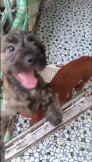 Chó Poodle lai phốc Nâu Vằn Đực Cái. Mua bán Chó tại Thành phố Thủ Đức Tp Hồ Chí Minh được đăng bởi Vo Danh hình 1