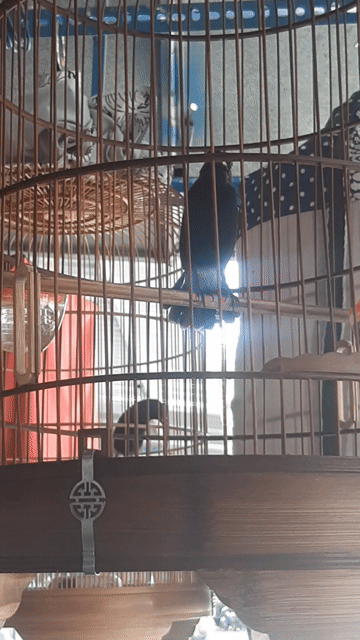 Chim chòe đất con màu Đen trắng. Mua bán Chim tại Quận Tân Phú Tp Hồ Chí Minh được đăng bởi Tu Anh hình 1