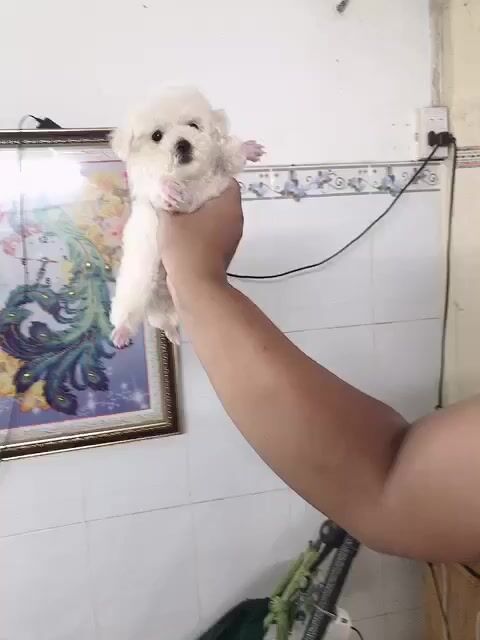 Chó Poodle Trắng đã tiêm 1 mũi. Mua bán Chó tại Quận 1 Tp Hồ Chí Minh được đăng bởi Ngô tuấn hình 1