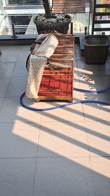 thanh lý bổi mùa 2 cfe cứng nhưng bị lổi.. Mua bán Chim tại Quận Liên Chiểu Đà Nẵng được đăng bởi nguyễn văn khôi hình 1