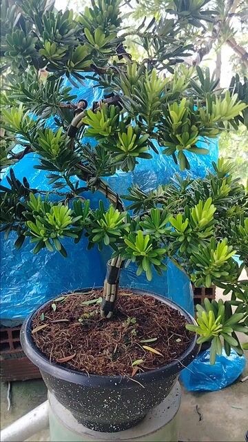 Cây cảnh Tùng kim cương Bonsai. Mua bán Cây cảnh, đồ trang trí tại Huyện Cai Lậy Tiền Giang được đăng bởi Cây cảnh bonsai  hình 1