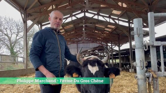 La Bretonne Pie Noire, une vache à préserver