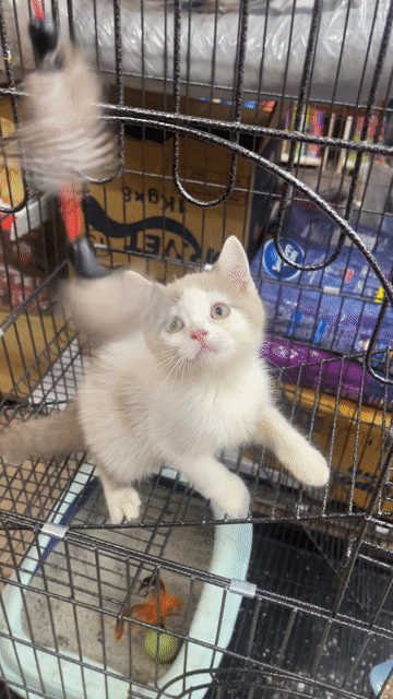 Mèo Anh Lông Ngắn màu Bi Lilac. Mua bán Mèo tại Quận Thanh Khê Đà Nẵng được đăng bởi Chaien Pet Shop hình 1