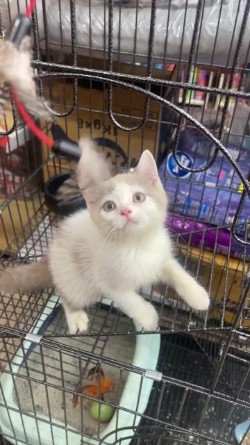 Mèo Anh Lông Ngắn màu Bi Lilac. Mua bán Mèo tại Quận Thanh Khê Đà Nẵng được đăng bởi Chaien Pet Shop hình 1