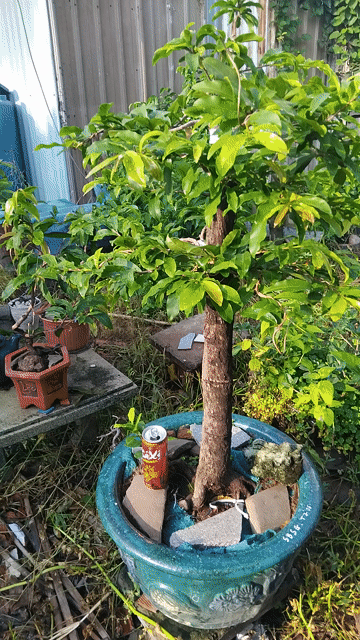 chậu mai ghép sbsg. Mua bán Cây cảnh, đồ trang trí tại Quận 12 Tp Hồ Chí Minh được đăng bởi ĐẠT hình 1