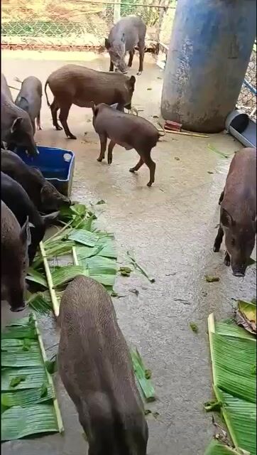 Heo thịt ,heo nuôi 10kg đến 20kg ❤️❤️❤️. Mua bán Thú cưng khác tại Thành phố Thủ Đức Tp Hồ Chí Minh được đăng bởi chuyên cung cấp gà đông tảo thuần chủng  hình 1