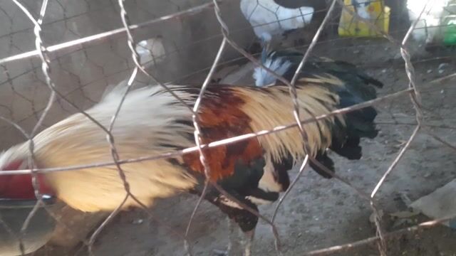 Gà Đa sắc 3.4kg. Mua bán Gà tại Huyện Định Quán Đồng Nai được đăng bởi Ngọc Quang hình 1