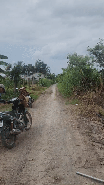 Mua bán Đất Huyện Gò Công Đông Tiền Giang diện tích 3000 m² giá 1,2 tỷ