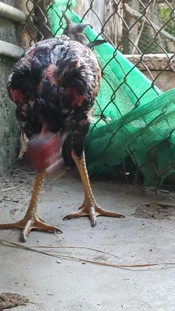 Gà đòn trống tía 1.6kg khỏe mạnh. Mua bán Gà tại Thị xã Hoài Nhơn Bình Định được đăng bởi Mê gà đòn  hình 1