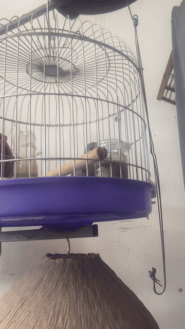 vịt bầu đực. Mua bán Chim tại Quận Hà Đông Hà Nội được đăng bởi vuvan hình 1