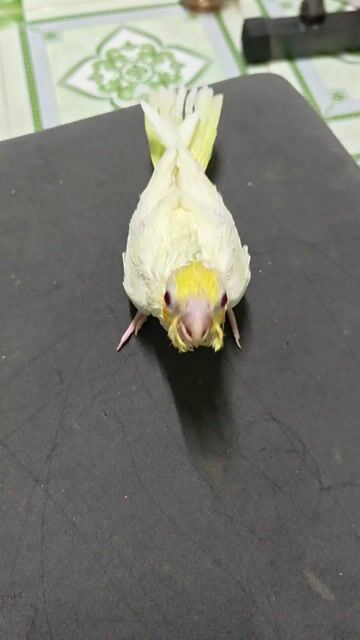 Vẹt Cockatiel Luntino. Mua bán Chim tại Quận Cái Răng Cần Thơ được đăng bởi win win hình 1