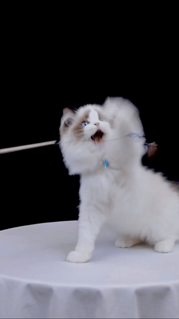 Mèo Ragdoll đực Seal 3 tháng. Mua bán Mèo tại Quận 1 Tp Hồ Chí Minh được đăng bởi DƯƠNG MINH TRÍ VĨNH hình 1