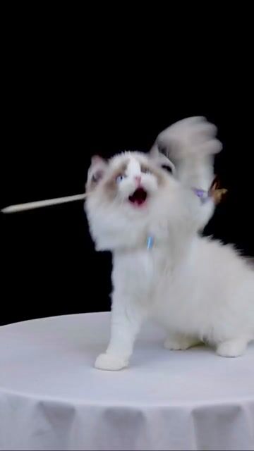 Mèo Ragdoll đực Seal 3 tháng. Mua bán Mèo tại Quận 1 Tp Hồ Chí Minh được đăng bởi DƯƠNG MINH TRÍ VĨNH hình 1