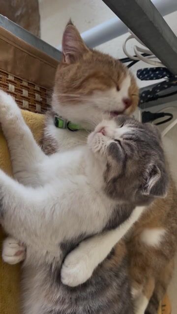 Mèo Tai cụp cái 5 tháng. Mua bán Mèo tại Quận Thanh Xuân Hà Nội được đăng bởi Huỳnh Anh hình 1