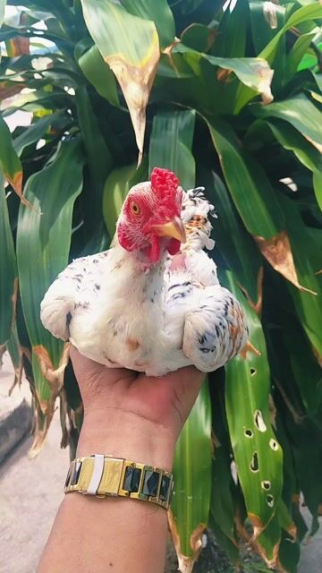Gà Kosamo lai cọc Trống & Mái Nhạn. Mua bán Gà tại Thành phố Dĩ An Bình Dương được đăng bởi Lộc Trần hình 1