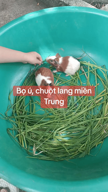 Chuột lang màu Nâu, trắng, đen. Mua bán Thú cưng khác tại Thành phố Vinh Nghệ An được đăng bởi CHUỘT LANG HOÀNG LONG hình 1