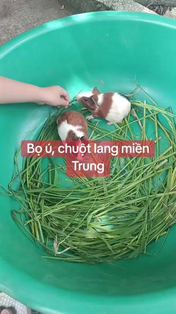 Chuột lang màu Nâu, trắng, đen. Mua bán Thú cưng khác tại Thành phố Vinh Nghệ An được đăng bởi CHUỘT LANG HOÀNG LONG hình 1