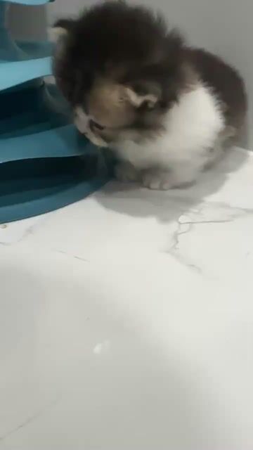 mèo anh tai cụp. Mua bán Mèo tại Quận Gò Vấp Tp Hồ Chí Minh được đăng bởi Lu Wong hình 1