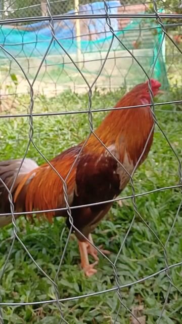 Gà chọi Xám chân trắng 2.9kg. Mua bán Gà tại Huyện Mỏ Cày Bắc Bến Tre được đăng bởi Thuan Hoai hình 1