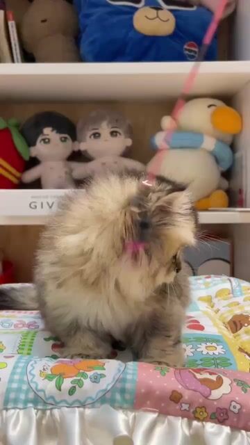 Mèo Golden lông dài đã tiêm ngừa. Mua bán Mèo tại Quận Bình Thạnh Tp Hồ Chí Minh được đăng bởi Như Ý hình 1