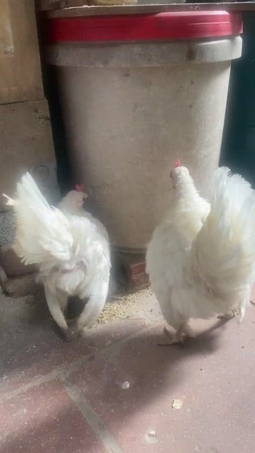 2 gà nhạn mái màu trắng. Mua bán Gà tại Huyện Thanh Trì Hà Nội được đăng bởi Nguyễn Đình Kiên hình 1