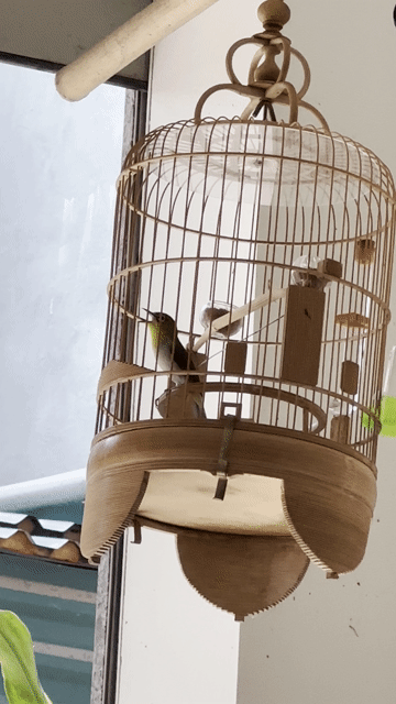 Chim bổi 4 vụ Không tật lỗi. Mua bán Chim tại Quận Tây Hồ Hà Nội được đăng bởi Anh Đỗ hình 1