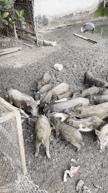 Heo giống khỏe mạnh mau lớn dễ nuôi. Mua bán Đồ chuyên dụng, Giống nuôi trồng tại Thành phố Thuận An Bình Dương được đăng bởi Lê Thắng Miền Tây hình 1