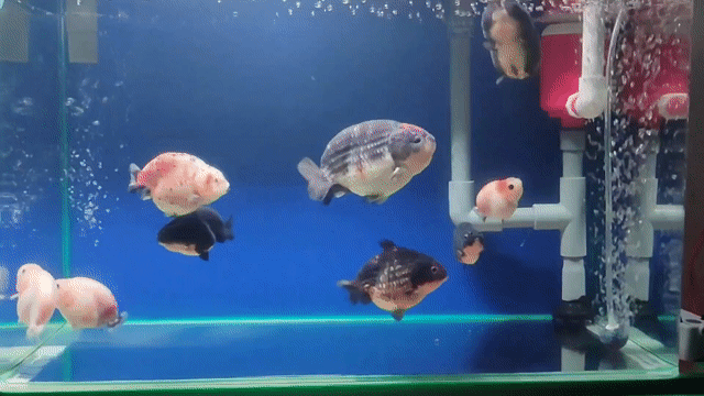 Cá cảnh Ranchu Tiny, Jumbo. Mua bán Thú cưng khác tại Thành phố Thủ Đức Tp Hồ Chí Minh được đăng bởi Hà Long hình 1