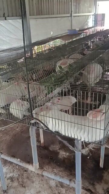 Thỏ giống trắng cả hai. Mua bán Thú cưng khác tại Huyện Hóc Môn Tp Hồ Chí Minh được đăng bởi Vinh Trần hình 1