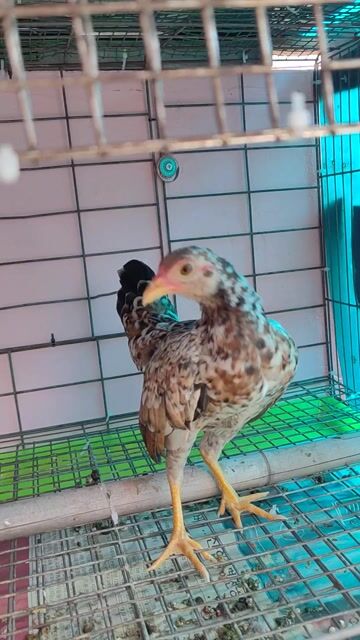 Gà tre bông 5 tháng. Mua bán Gà tại Quận Tân Phú Tp Hồ Chí Minh được đăng bởi  Phát  hình 1