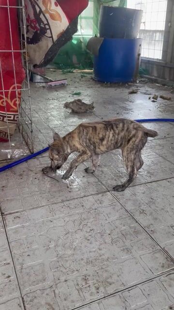 Chó Phú Quốc đực đã chích ngừa. Mua bán Chó tại Quận Bình Tân Tp Hồ Chí Minh được đăng bởi Nguyễn Ngọc Điệp hình 1