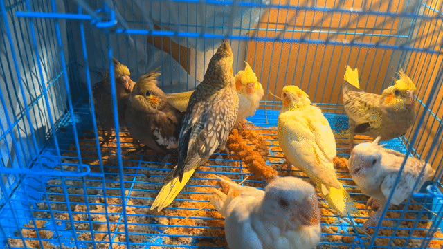 Chim Cockatiel Vàng Xám. Mua bán Chim tại Thị xã Gò Công Tiền Giang được đăng bởi Huỳnh Phong hình 1