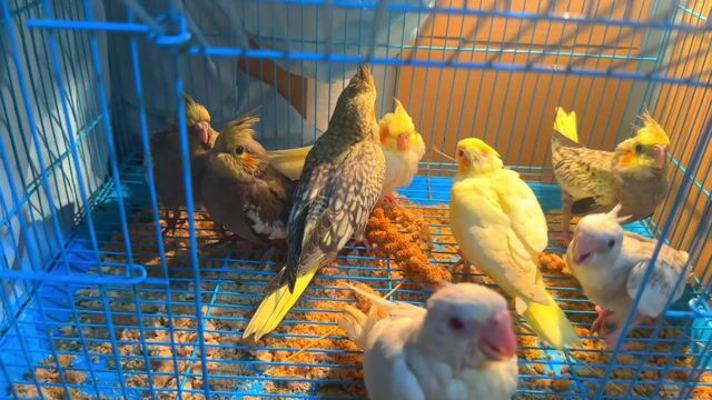 Chim Cockatiel Vàng Xám. Mua bán Chim tại Thị xã Gò Công Tiền Giang được đăng bởi Huỳnh Phong hình 1