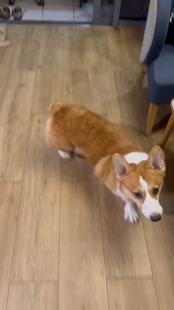 Chó Corgi đực 2 tuổi Nâu trắng. Mua bán Chó tại Quận 4 Tp Hồ Chí Minh được đăng bởi Kiều My hình 1