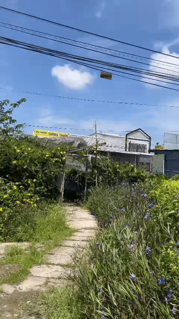 Mua bán Đất Huyện Mang Thít Vĩnh Long diện tích 226 m² giá 1,79 tỷ