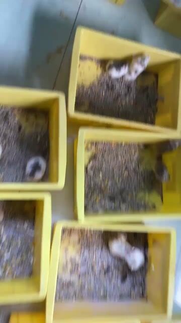 Chuột Hamster Robo. Mua bán Thú cưng khác tại Huyện Bình Chánh Tp Hồ Chí Minh được đăng bởi Chees Nhaan hình 1