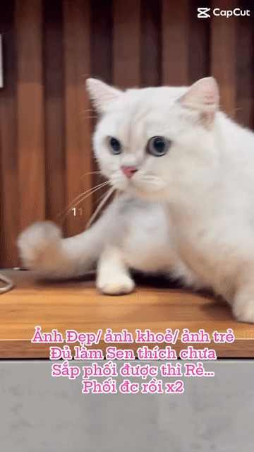 Mèo Munchkin Silver đực , 10 tháng khoẻ mạnh đẹp. Mua bán Mèo tại Quận 3 Tp Hồ Chí Minh được đăng bởi Kim Phương hình 1