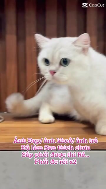Mèo Munchkin Silver đực , 10 tháng khoẻ mạnh đẹp. Mua bán Mèo tại Quận 3 Tp Hồ Chí Minh được đăng bởi Kim Phương hình 1