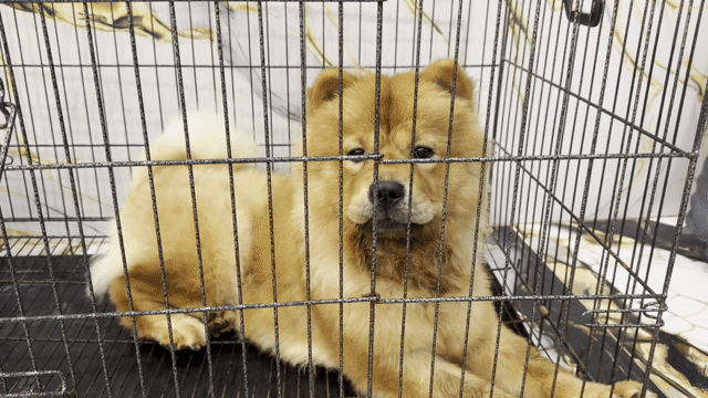 mình chân bị giãn tĩnh mạch không thể chăm sóc bé. Mua bán Chó tại Quận Cái Răng Cần Thơ được đăng bởi Trần Trân hình 1