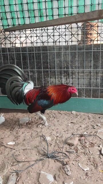 Gà  Điều 1.25kg 18 tháng. Mua bán Gà tại Huyện Chợ Gạo Tiền Giang được đăng bởi chí hình 1