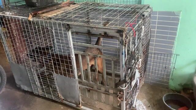 Cần bán Chó Malinois Nâu đen. Mua bán Chó tại Quận 8 Tp Hồ Chí Minh được đăng bởi Phúc  hình 1