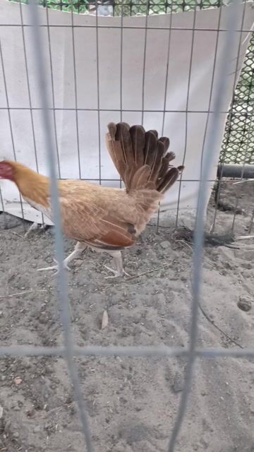 Gà mái tre khét ai cần làm giống ib. Mua bán Gà tại Huyện Xuyên Mộc Bà Rịa - Vũng Tàu được đăng bởi Nam  hình 1