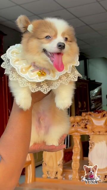 Chó Corgi Nâu trắng Mặt gấu chân lùn. Mua bán Chó tại Quận 3 Tp Hồ Chí Minh được đăng bởi Thùy Trang hình 1
