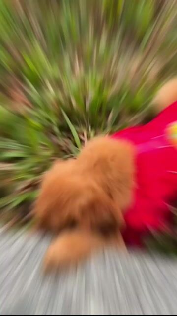 Chó Golden Retriever Vàng. Mua bán Chó tại Quận Hà Đông Hà Nội được đăng bởi Nguyễn Hằng hình 1